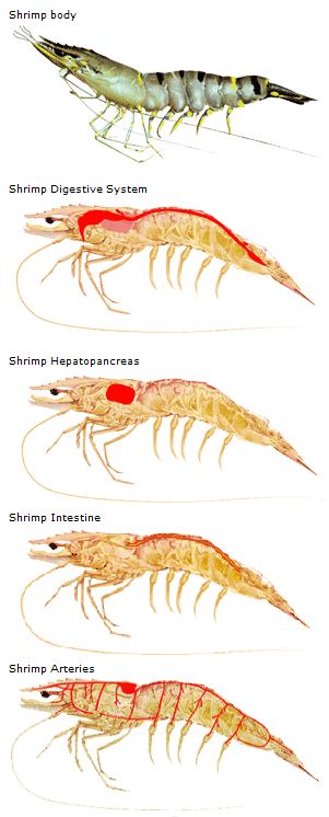 Shrimp Body Parts | Shrimp Care Aquaculture Products Supplier And