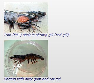 Shrimp diseases diagnosis – Gill